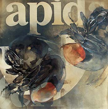 Bombus Lapidarius I Bombus Lapidarius I