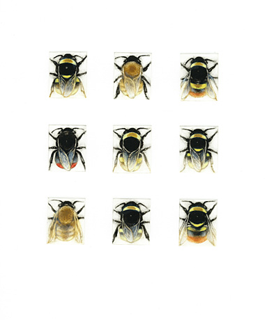 Bumblebee Species