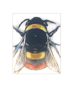 Bombus pratorum