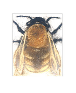 Bombus pascuorum, Male Bombus pascuorum, Male