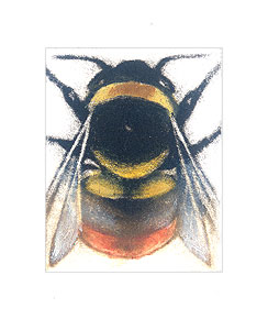 Bombus lapidarius, Male Bombus lapidarius, Male