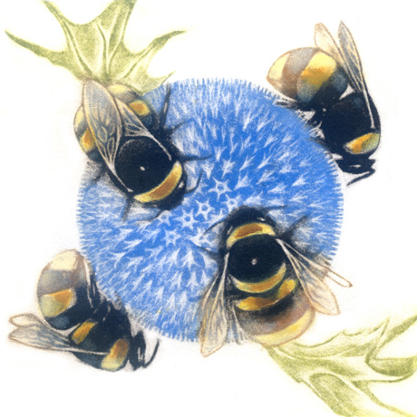 Bumblebees on Echinops