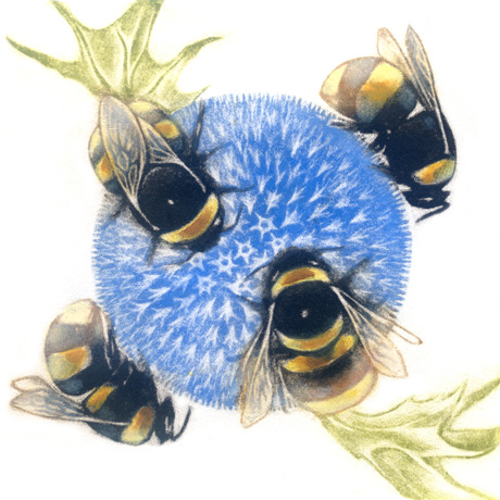 Bumblebees on Echinops Bumblebees on Echinops