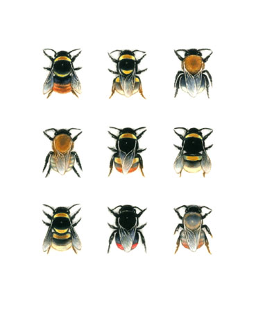Bumblebee Species 2