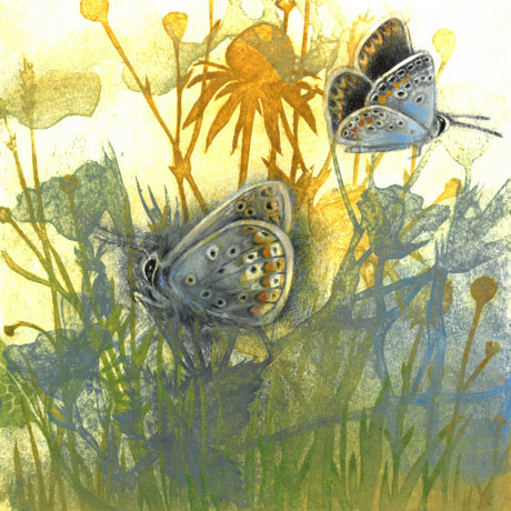 Meadow Butterflies