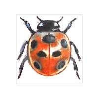 Ladybird