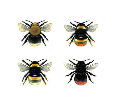 Bumblebee Queens