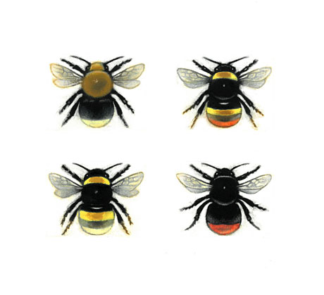 Bumblebee Queens Bumblebee Queens