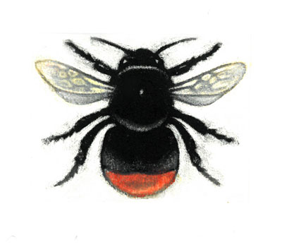 Bombus lapidarius, Queen