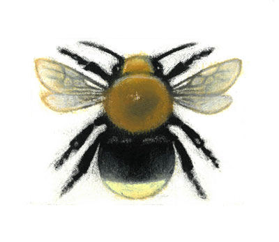 Bombus hypnorum, Queen