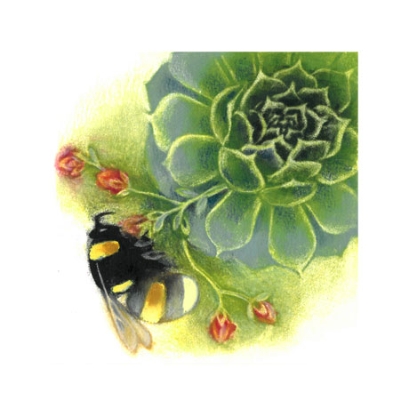 Bumblebee on Sempervivum Bumblebee on Sempervivum