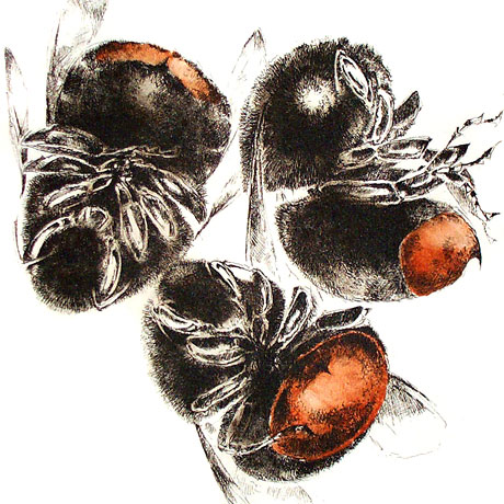 Bombus lapidarius Workers