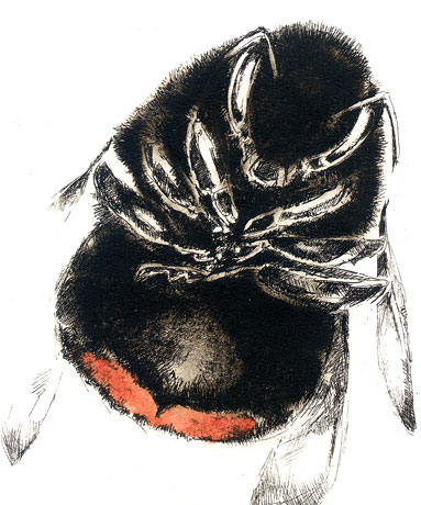 Bombus lapidarius Worker