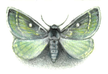 Essex Emerald Essex Emerald