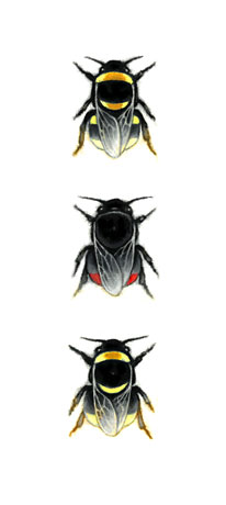 Three Bumblebees Three Bumblebees