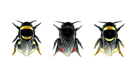 Bumblebee Triptych