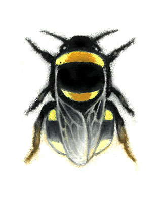 Bombus jonellus