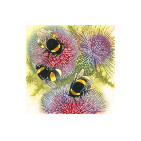 Bumblebees on Thistles Bumblebees on Thistles