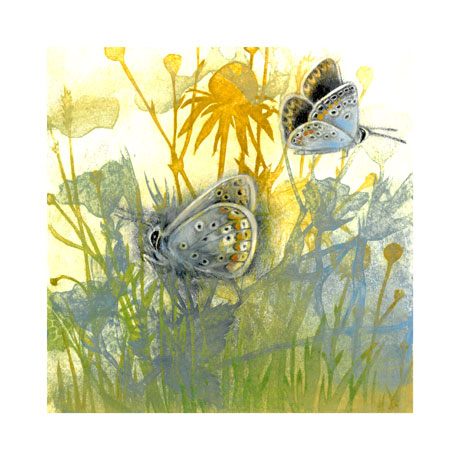 Meadow Butterflies Meadow Butterflies