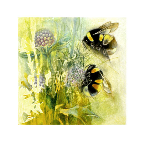 Bumblebees on Eryngiums