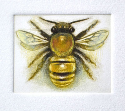 Honeybee Honeybee