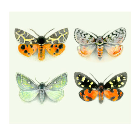 4 Moths - Background 4 Moths - Background