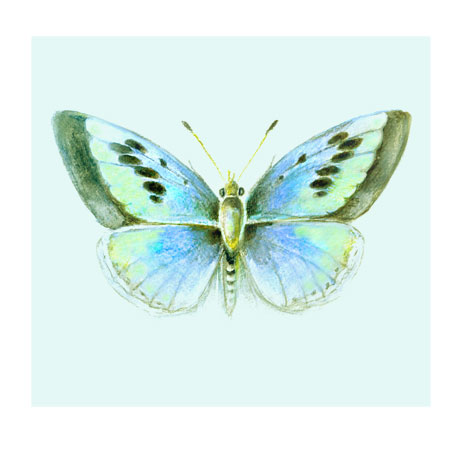 Blue Butterfly Blue Butterfly