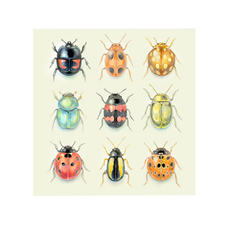 9 Beetles