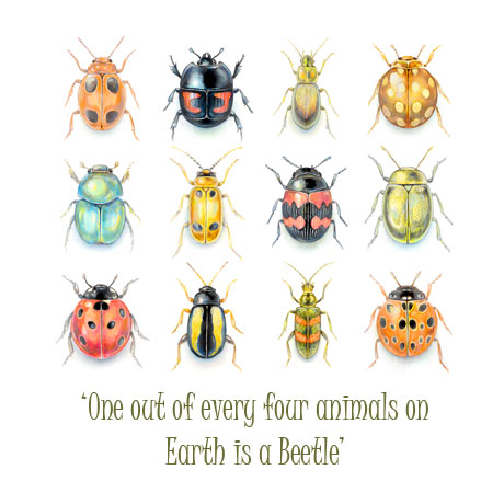 Beetles and Text Beetles and Text