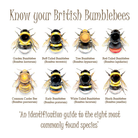 Bumblebee Identification