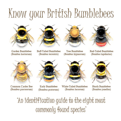 Bumblebee Identification Bumblebee Identification