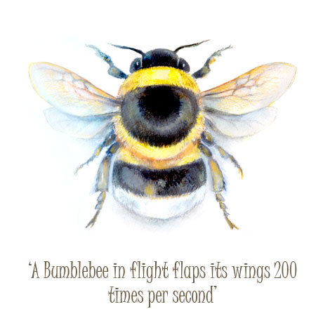 Bumblebee and Text Bumblebee and Text