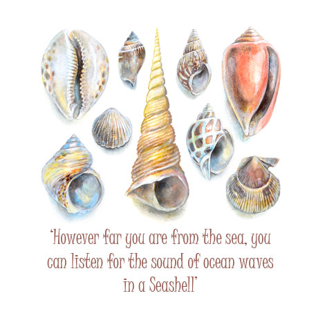 Seashells and Text Seashells and Text