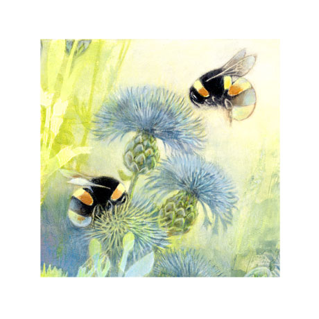 Bumblebees on Knapweed - Square Bumblebees on Knapweed - Square