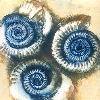 Three Ammonites