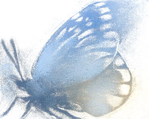 Blue Butterfly