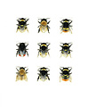 Bumblebee Species