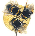 Bumblebees Collecting Pollen
