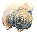 Ammonite Drawing