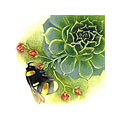 Bumblebee on Sempervivum