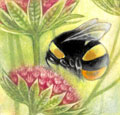 Bumblebee on Astrantia b