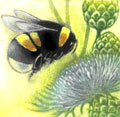 Foraging Bumblebee