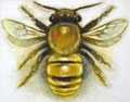 Honeybee