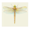 Norfolk Hawker - Background