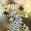Bumblebees on Honeysuckle