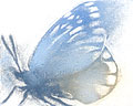 Blue Butterfly